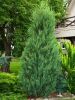JUNIPERUS SCOPULORUM ''BLUE ARROW''